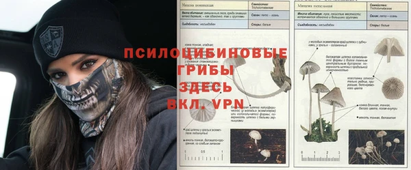 стаф Арсеньев